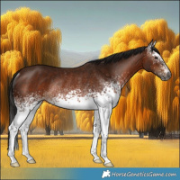 Horse Color:Gray White Spotted Bay Rabicano