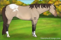 Horse Color:Bay Dun Appaloosa 