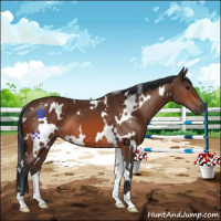 Horse Color:White Spotted Bay 