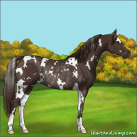 Horse Color:White Spotted Liver Chestnut Rabicano 