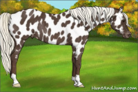 Horse Color:Liver Chestnut Mushroom Appaloosa Rabicano 