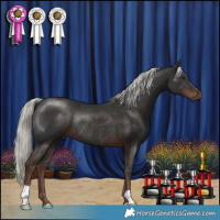 Horse Color:Liver Chestnut Mushroom Rabicano 