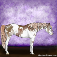 Horse Color:White Spotted Liver Chestnut Splash Rabicano 