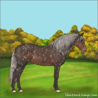 Horse Color:Silver Black Appaloosa 