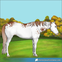 Horse Color:White Spotted Chestnut 