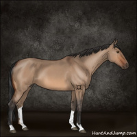 Horse Color:Brown Roan Dun 