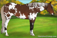 Horse Color:Gray White Spotted Silver Bay 
