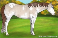 Horse Color:Bay Dun Splash Appaloosa Rabicano