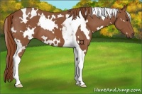 Horse Color:White Spotted Chestnut Tobiano 