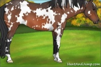 Horse Color:White Spotted Bay Roan 