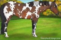 Horse Color:White Spotted Bay Roan
