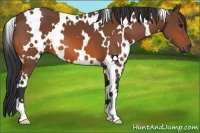 Horse Color:White Spotted Bay 