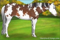 Horse Color:White Spotted Bay Splash