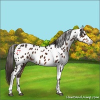 Horse Color:Liver Chestnut Tobiano Near Leopard 