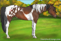 Horse Color:Bay Tobiano Appaloosa 
