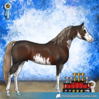 Horse Color:White Spotted Liver Chestnut