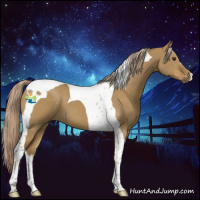 Horse Color:Chocolate Palomino Dun Tobiano
