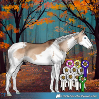 Horse Color:Gray Chocolate Bay Dun Splash Tobiano 