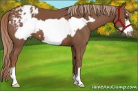 Horse Color:Chestnut Frame Appaloosa 