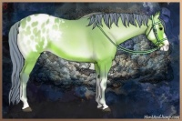 Horse Color:Watercolor Bay Onyx Appaloosa 