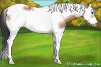 Horse Color:Bay Splash Tobiano Frame 