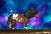 Horse Color:White Spotted Bay Appaloosa 