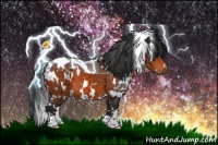 Horse Color:White Spotted Bay 