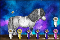 Horse Color:White Spotted Bay Chinchilla Appaloosa 