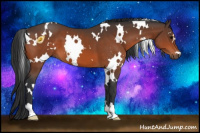 Horse Color:White Spotted Bay 