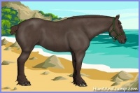Horse Color:Liver Red Roan 