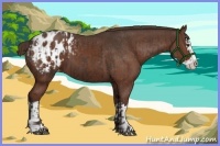 Horse Color:Liver Chestnut Sabino Splash Appaloosa  and Liver Chestnut Sabino Splash Appaloosa 
