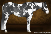 Horse Color:White Spotted Black Sabino Rabicano