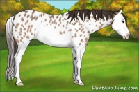 Horse Color:Brown Dun Splash Appaloosa Rabicano