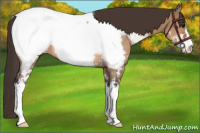 Horse Color:Bay Dun Sabino Appaloosa Rabicano 