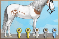 Horse Color:Bay Sabino Splash Tobiano Appaloosa