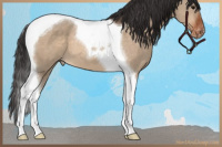 Horse Color:Bay Dun Tobiano Appaloosa 