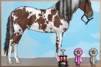 Horse Color:White Spotted Bay Appaloosa