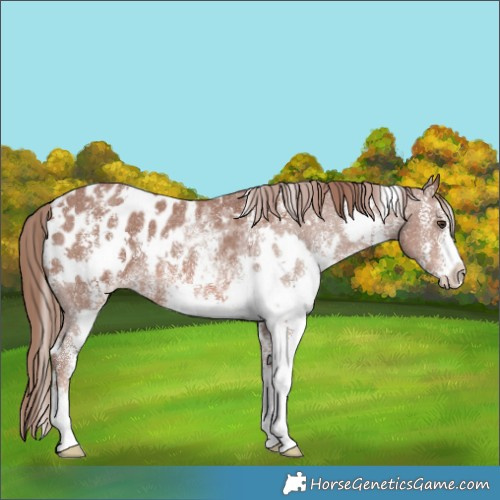 Horse Color:White Spotted Chestnut Sabino Appaloosa Rabicano 