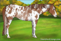 Horse Color:White Spotted Chestnut Sabino Appaloosa Rabicano