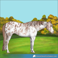 Horse Color:White Spotted Chestnut Sabino Blanket Rabicano 