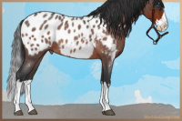 Horse Color:Brown Roan Splash Appaloosa Rabicano