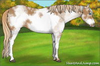 Horse Color:White Spotted Chestnut Frame 