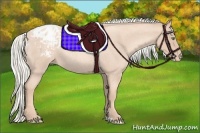 Horse Color:Gold Champagne Roan Mushroom Appaloosa 