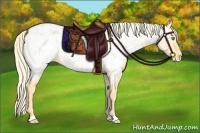 Horse Color:Gold Cream Champagne Roan Dun Appaloosa 