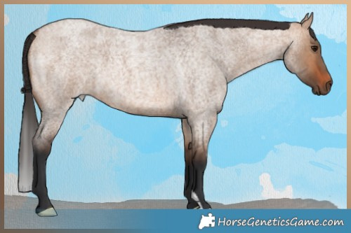 Horse Color:Bay Roan Dun Brindle 