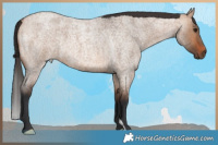 Horse Color:Bay Roan Dun Brindle 