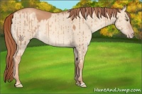 Horse Color:Gold Champagne Dun Brindle 