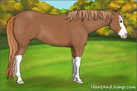Horse Color:Chestnut Splash 