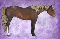 Horse Color:Liver Chestnut Appaloosa