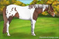 Horse Color:Liver Red Roan Tobiano Appaloosa 
